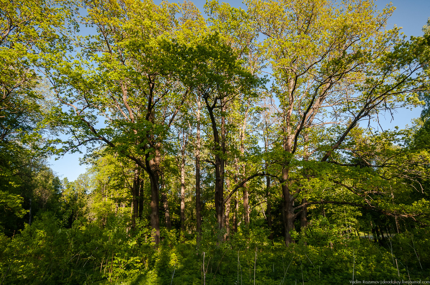 усадьба Воронино