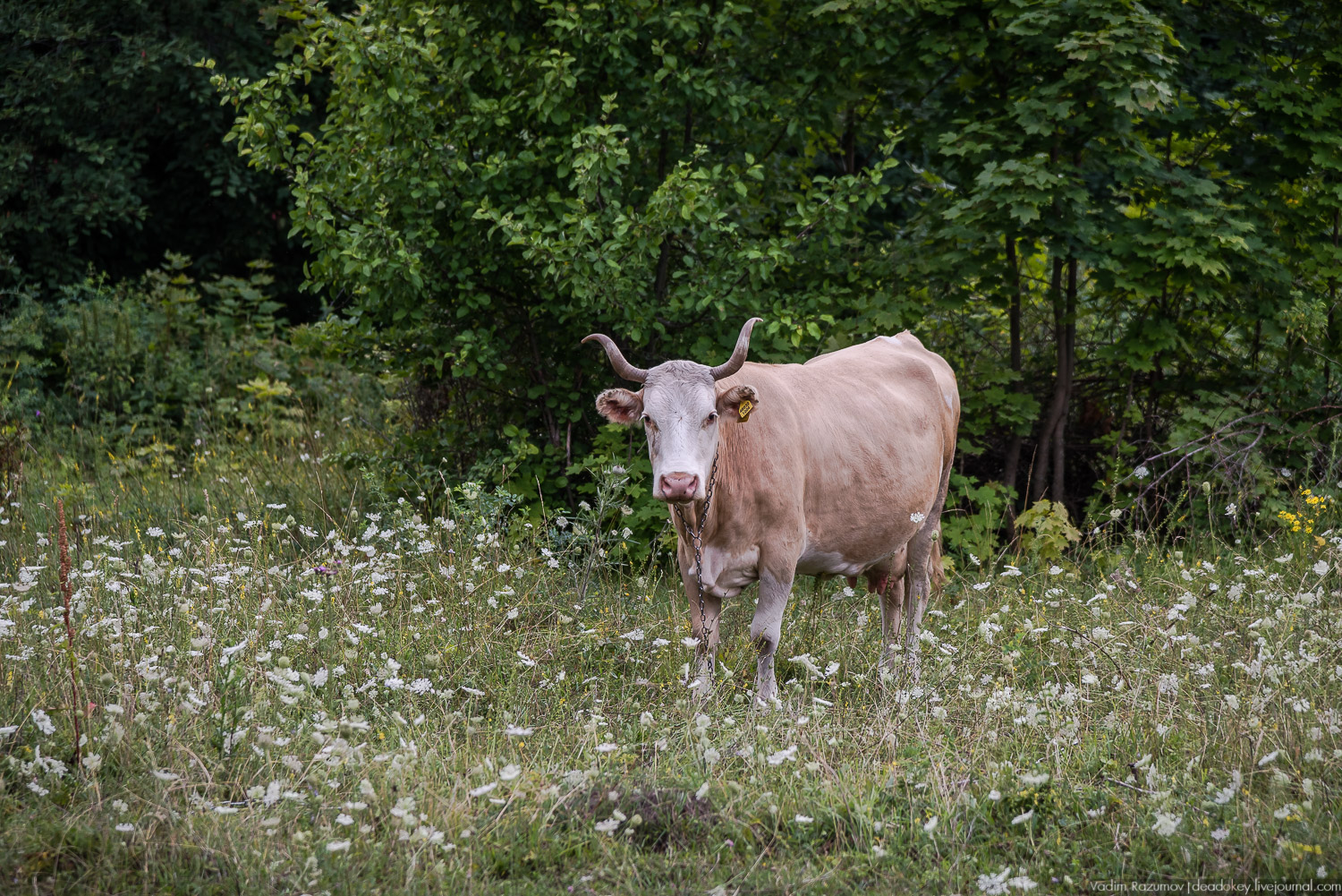 Липецкие усадьбы, Баловнево, Полибино, путешествие, экскурсия Усадебный экспресс