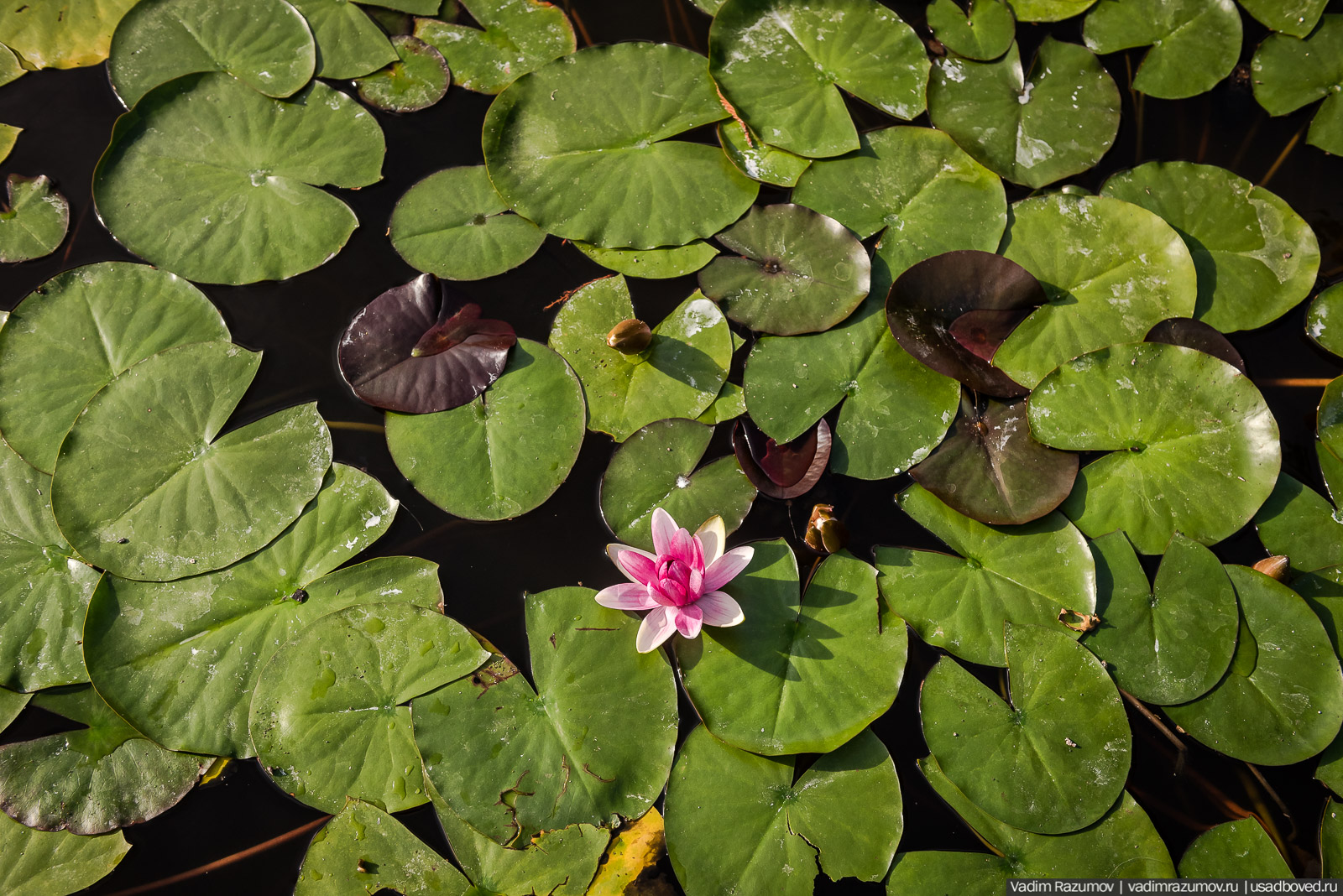 Никитский ботанический сад