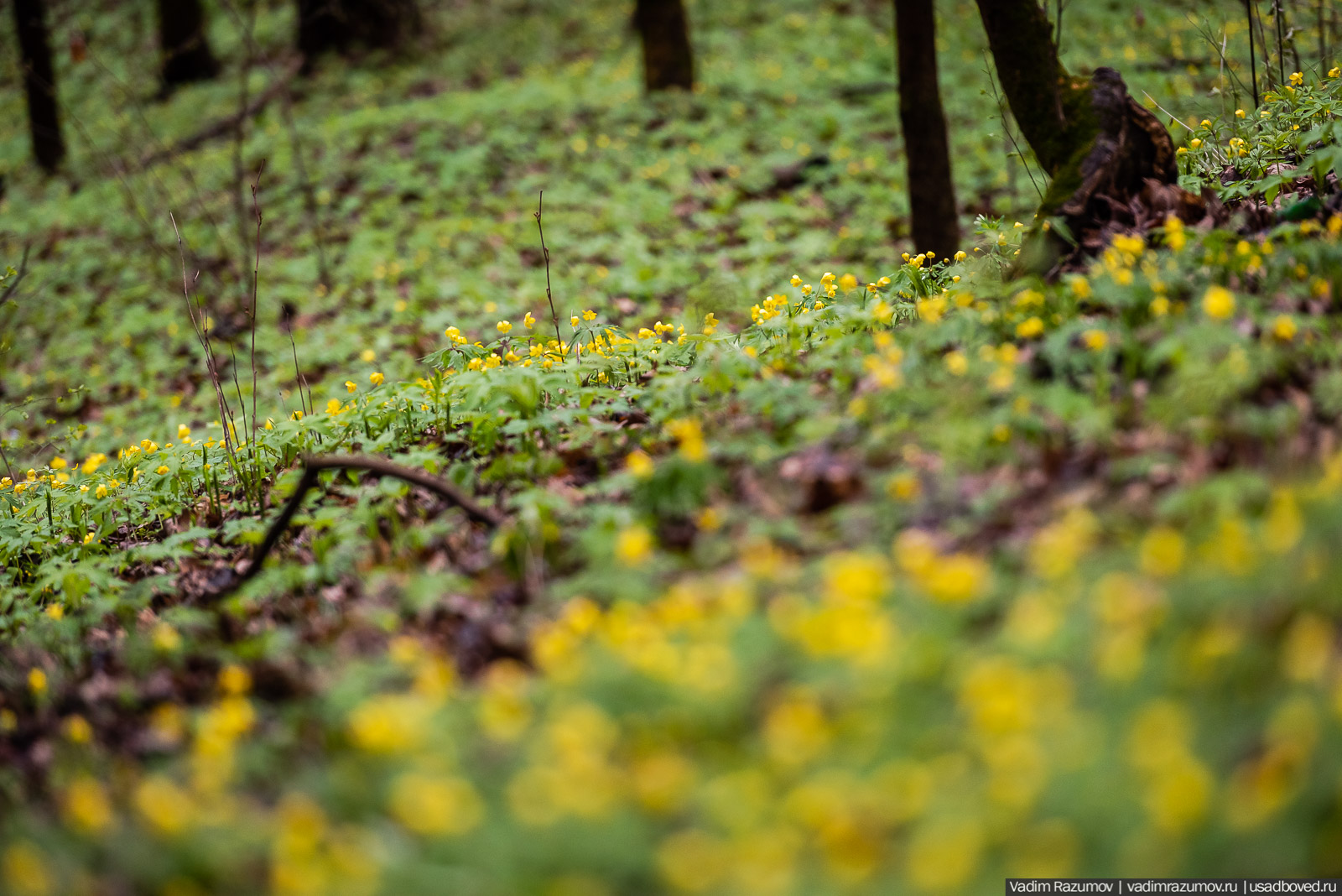 усадьба Колосово, волонтерский субботник 24 апреля 2021 года, Тульская область, НП Русская усадьба