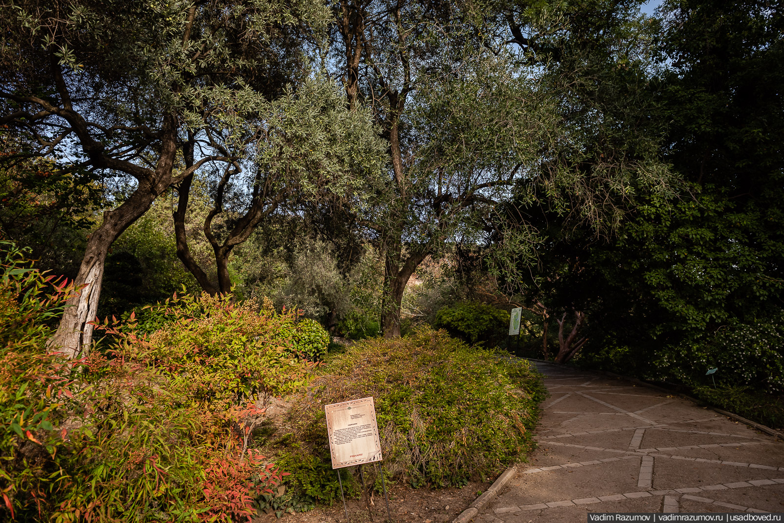 Никитский ботанический сад