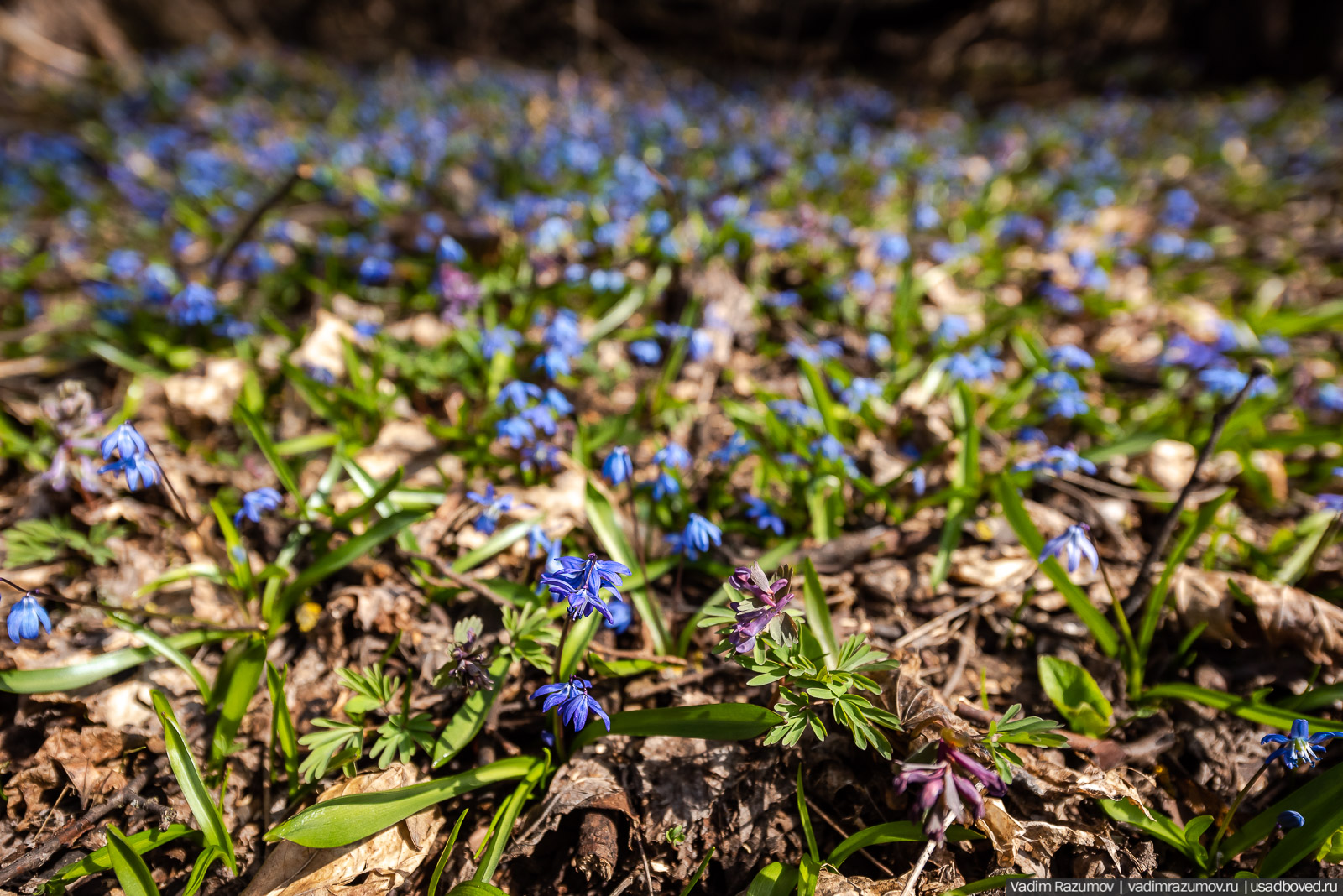 Пролески в усадьбе Репец, Задонский район, Липецкая область