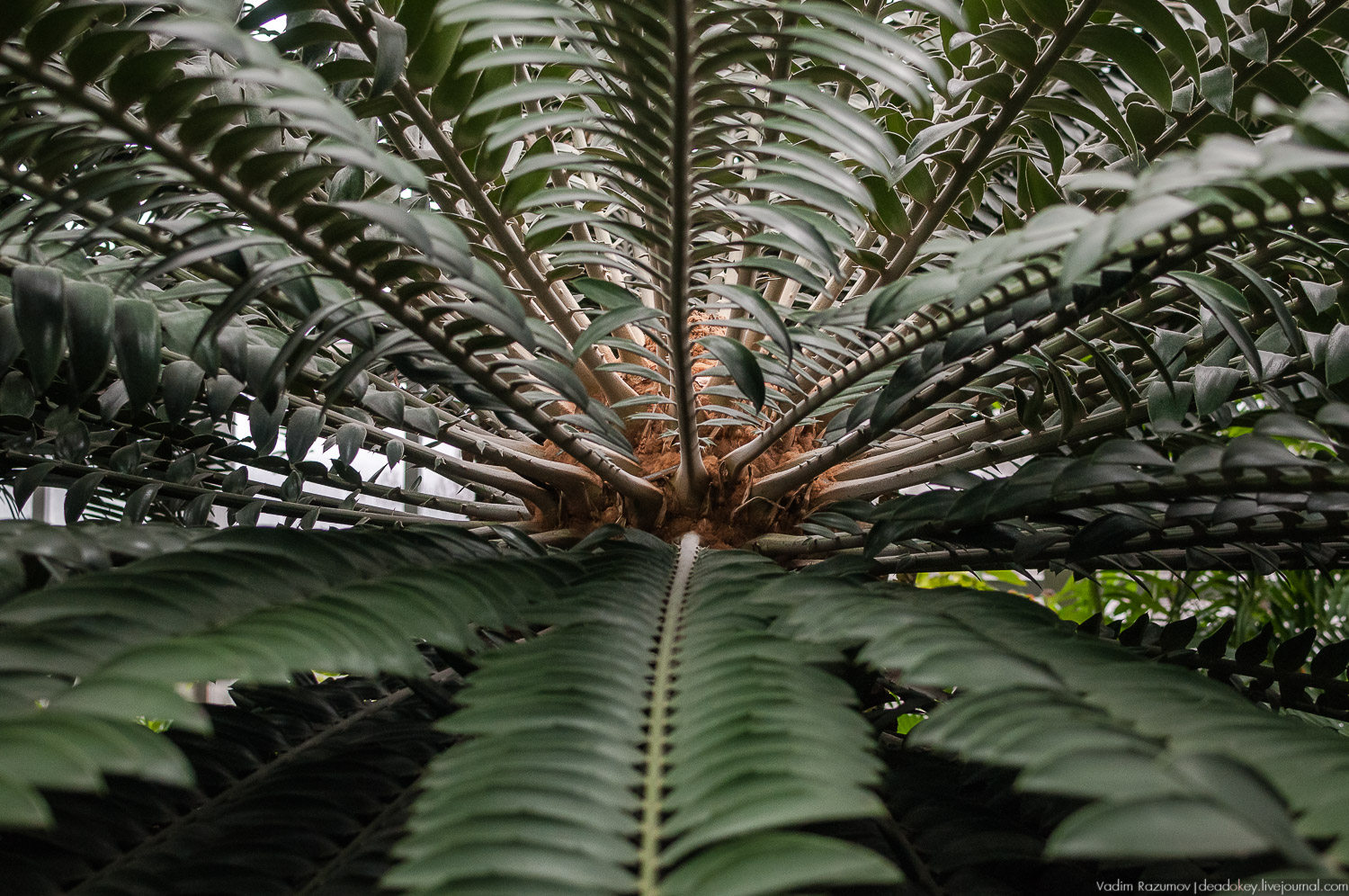 Ботанический сад, фондовая оранжерея, Экоэлектричка, борщевик