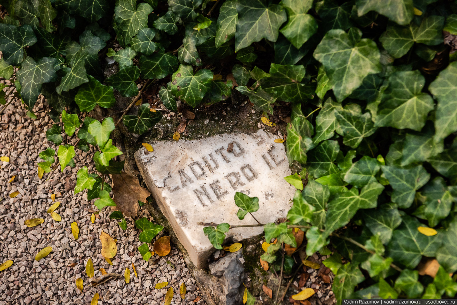 Никитский ботанический сад