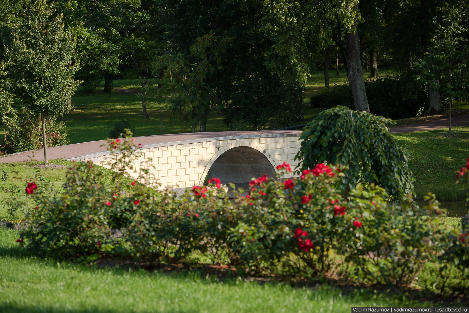усадьба Марьино Строгановых, розарий, розы, сад