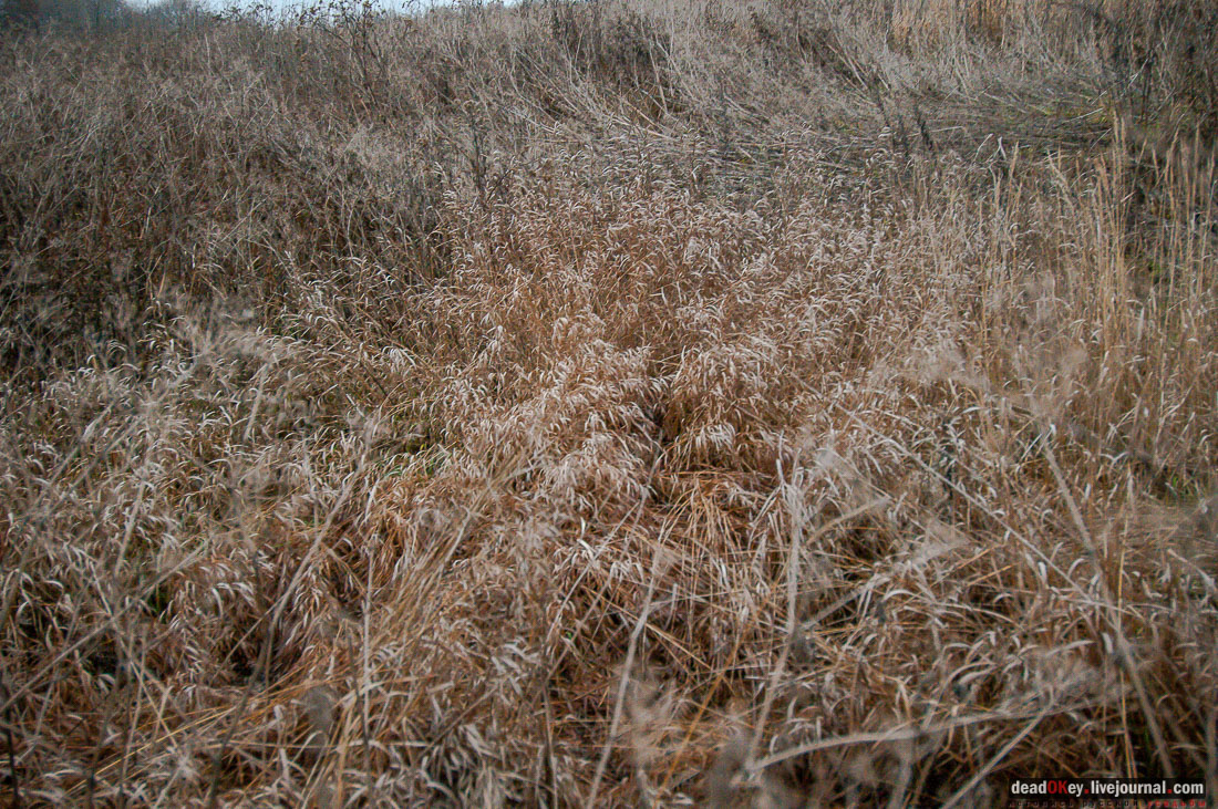 Усадьба Ляхово, съемки на НТВ-Сегодня