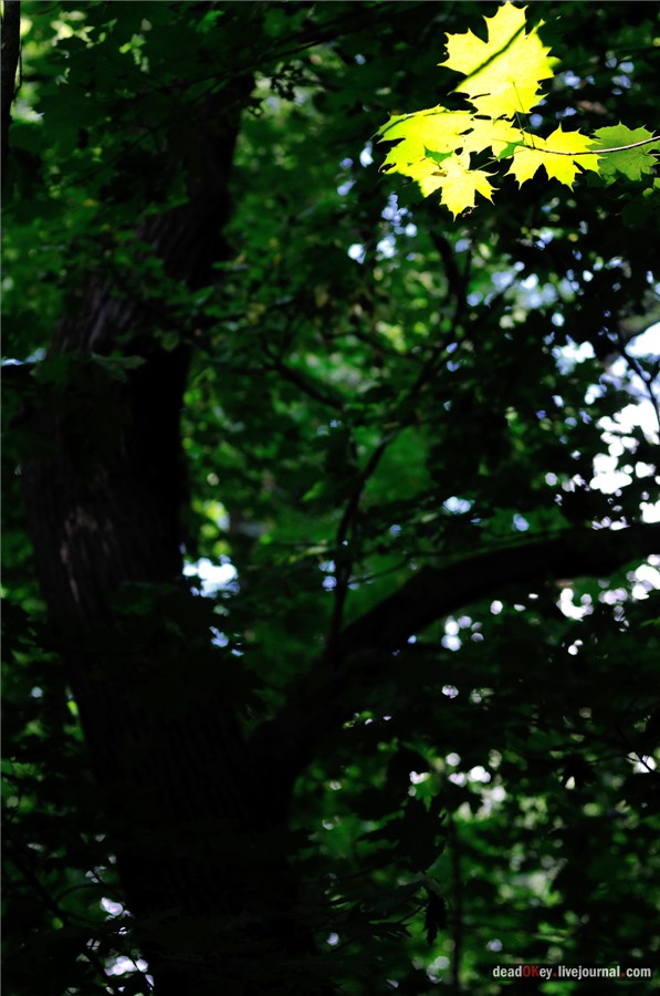 усадьба Образцово