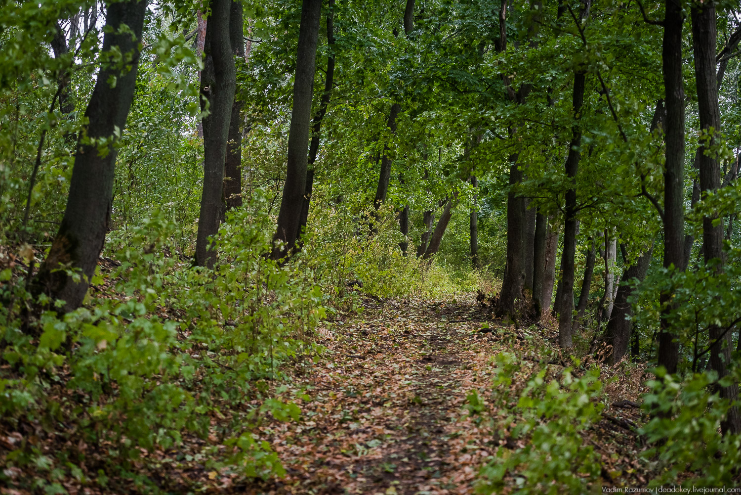 Липецкая область, усадьбы, инвестблогтур 