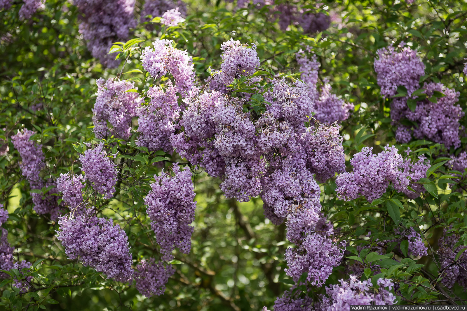 Мещерский дендрарий, ЛОСС, усадьба Барсуково, цветение сирени, Липецкая области