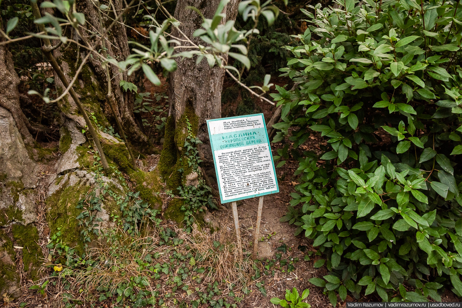 Никитский ботанический сад