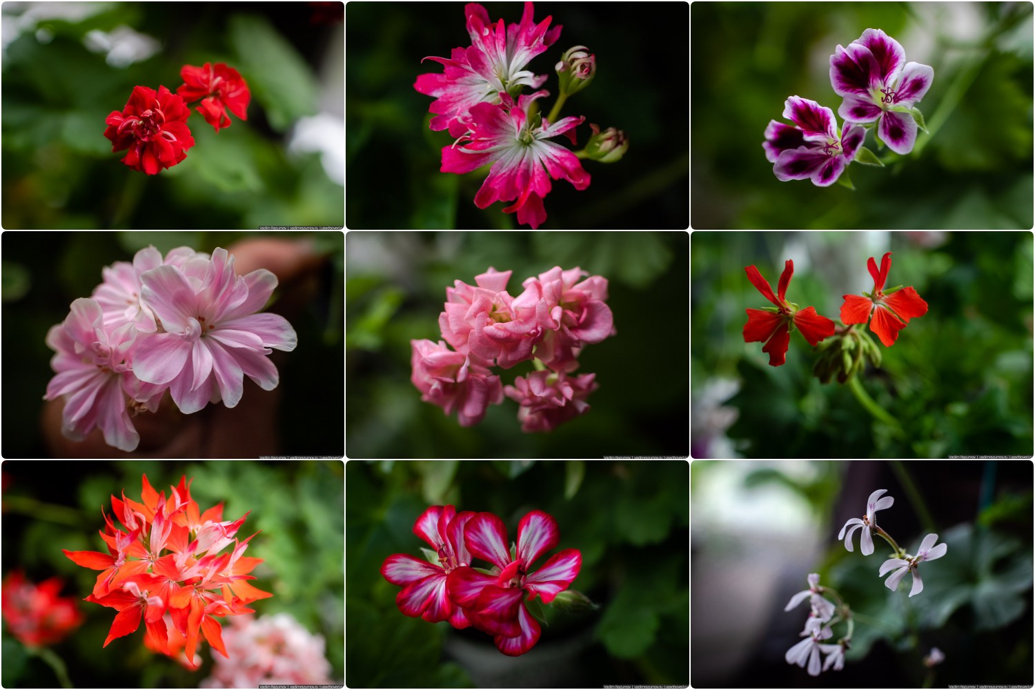 Пеларгония, герань, Вадим Разумов