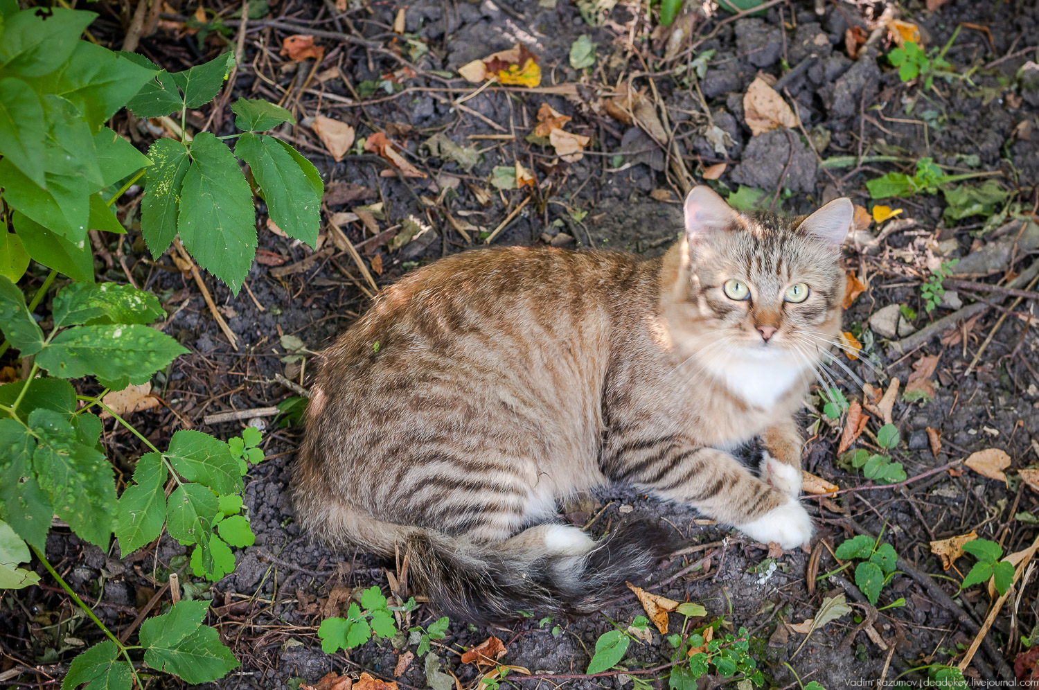 Таруса, дом-музей Паустовского