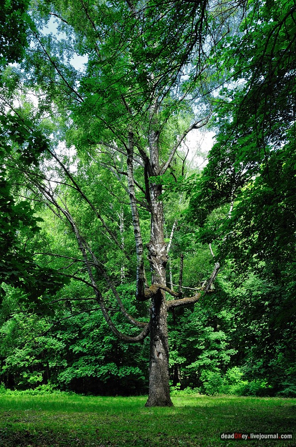 усадьба Братцево