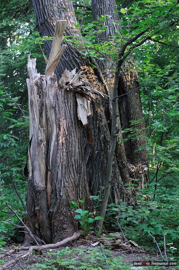 усадьба Клины