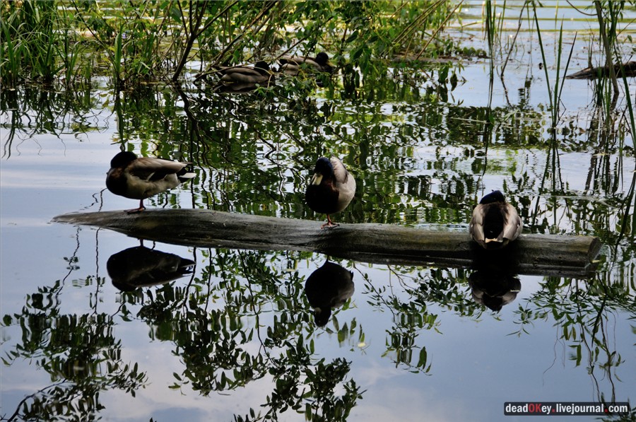 усадьба Наташино, Наташинские пруды