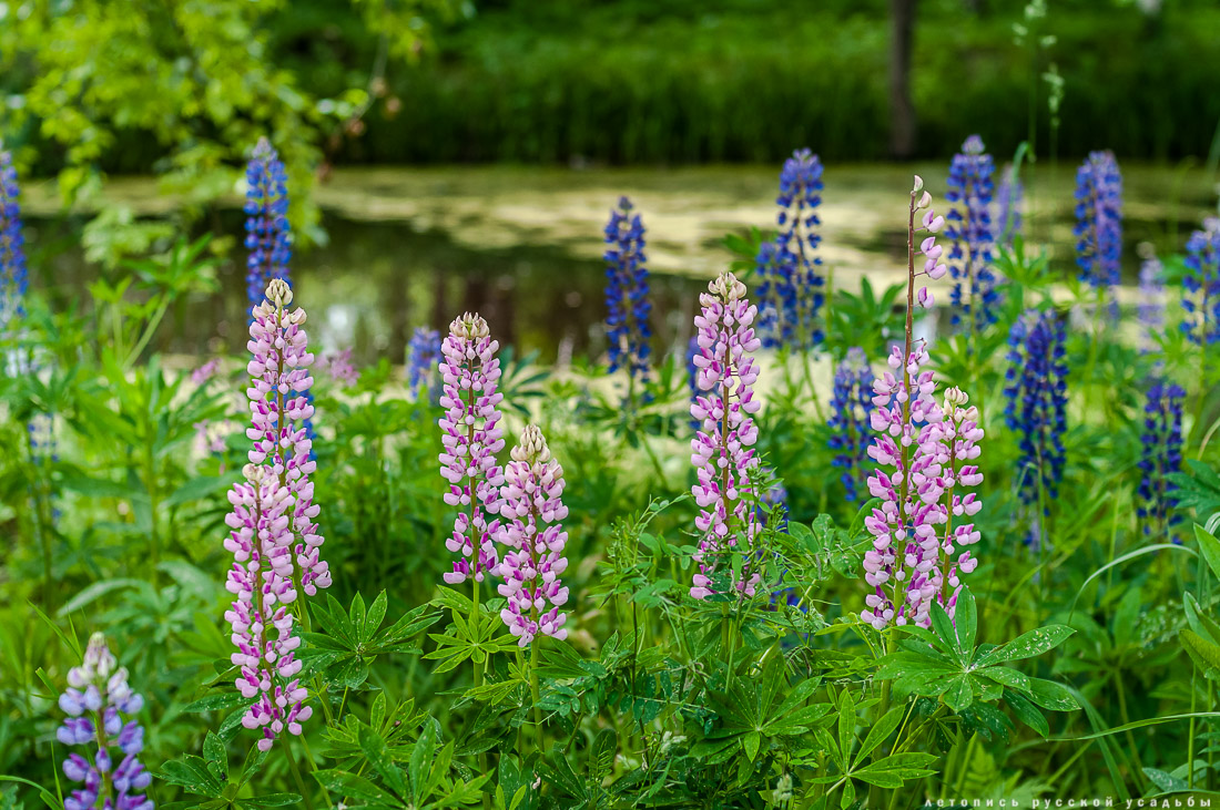 Талдом. Усадьба Клычкова