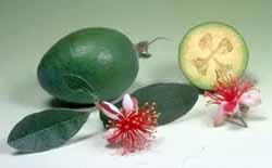 feijoa2 (250x155, 18Kb)