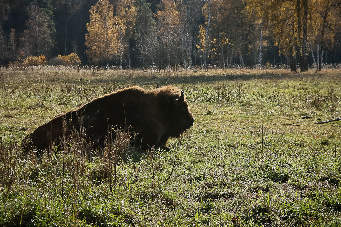 Усадебный экспресс. Экоэлектричка. Зубры и Страусы в Подмосковье.