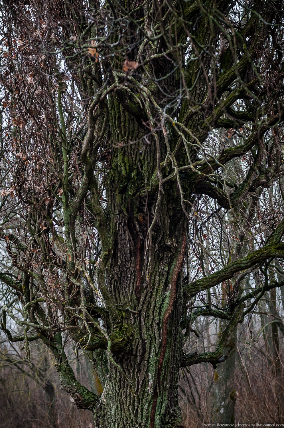 усадьба Пальна-Михайловка, аудиогид по усадбе, фото Вадим Разумов