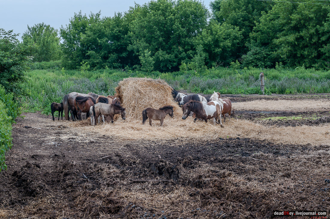 усадьба Дивово