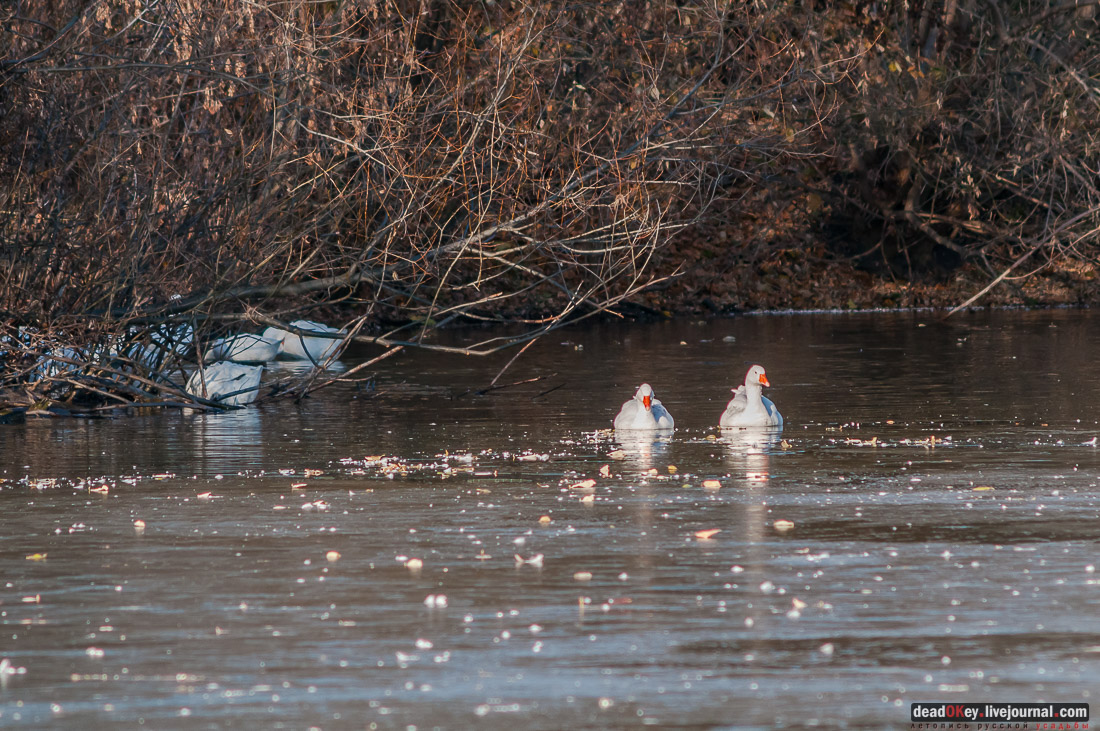 усадьба Полибино