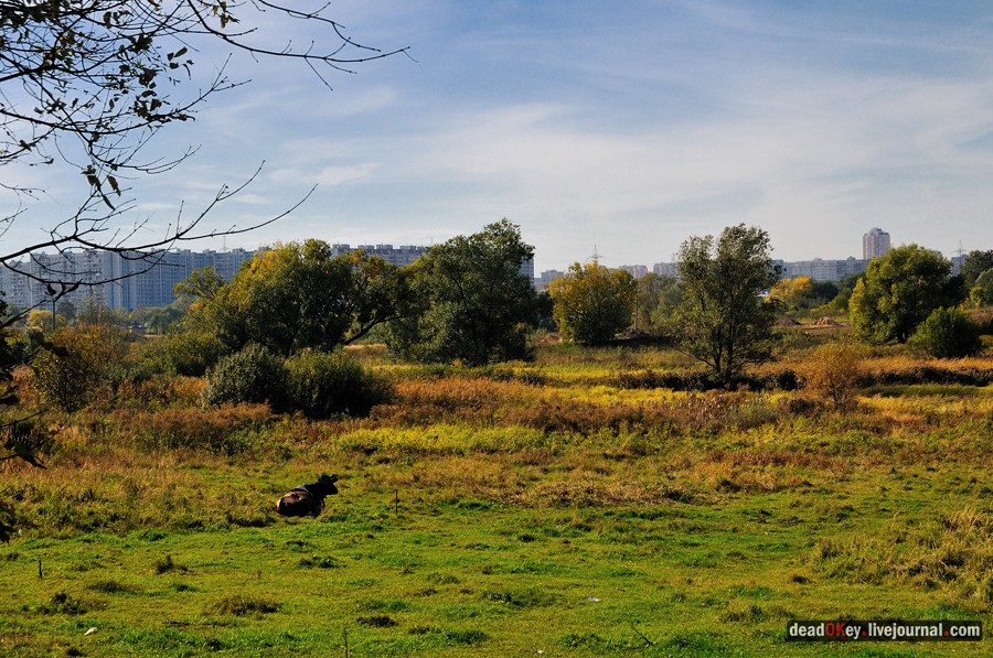 усадьба Тайнинское