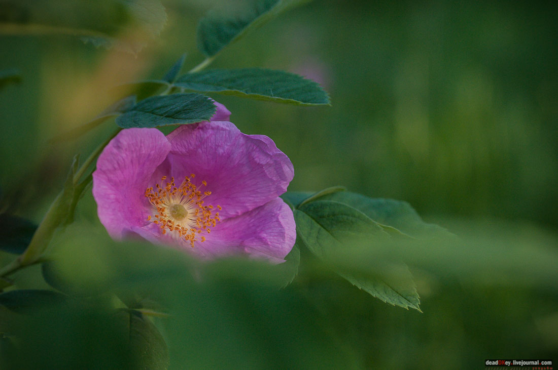 Пейзажный парк в усадьбе Гребнево