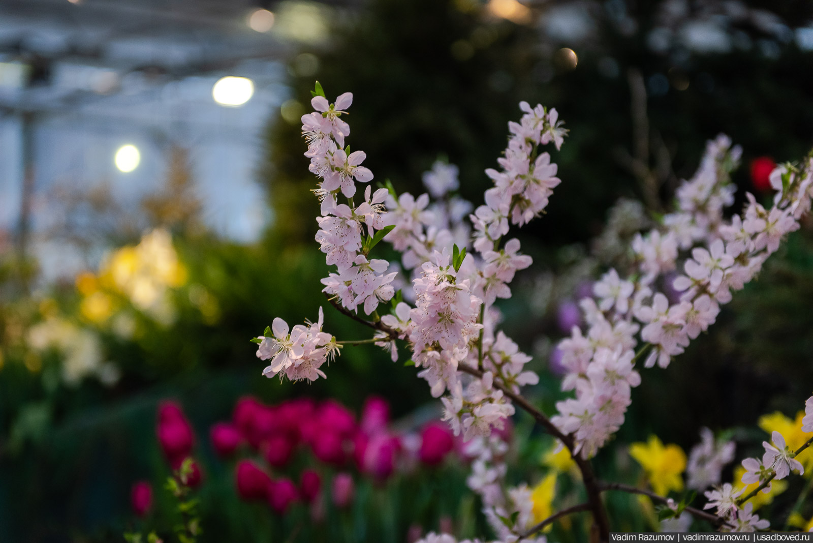 Аптекарский огород, Репетиция весны 2021, цветы, 8 Марта