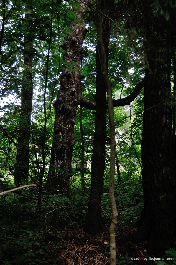 усадьба Паньково