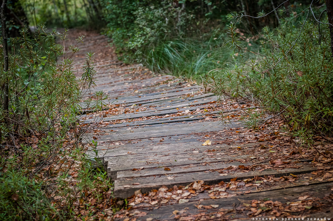 Экоэлектричка на родину журавлей в Талдомский район