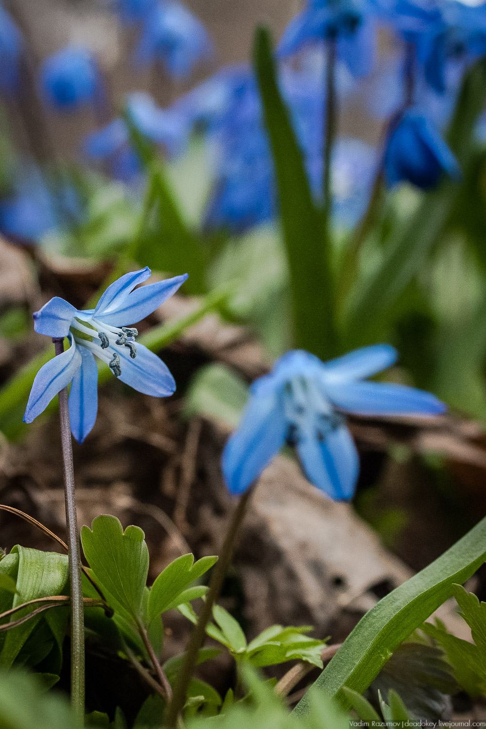 Продснежники в Аптекарском огороде