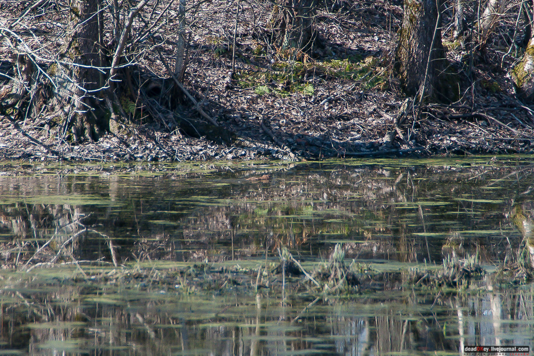 усадьба Савинское (исследование масонского парка)