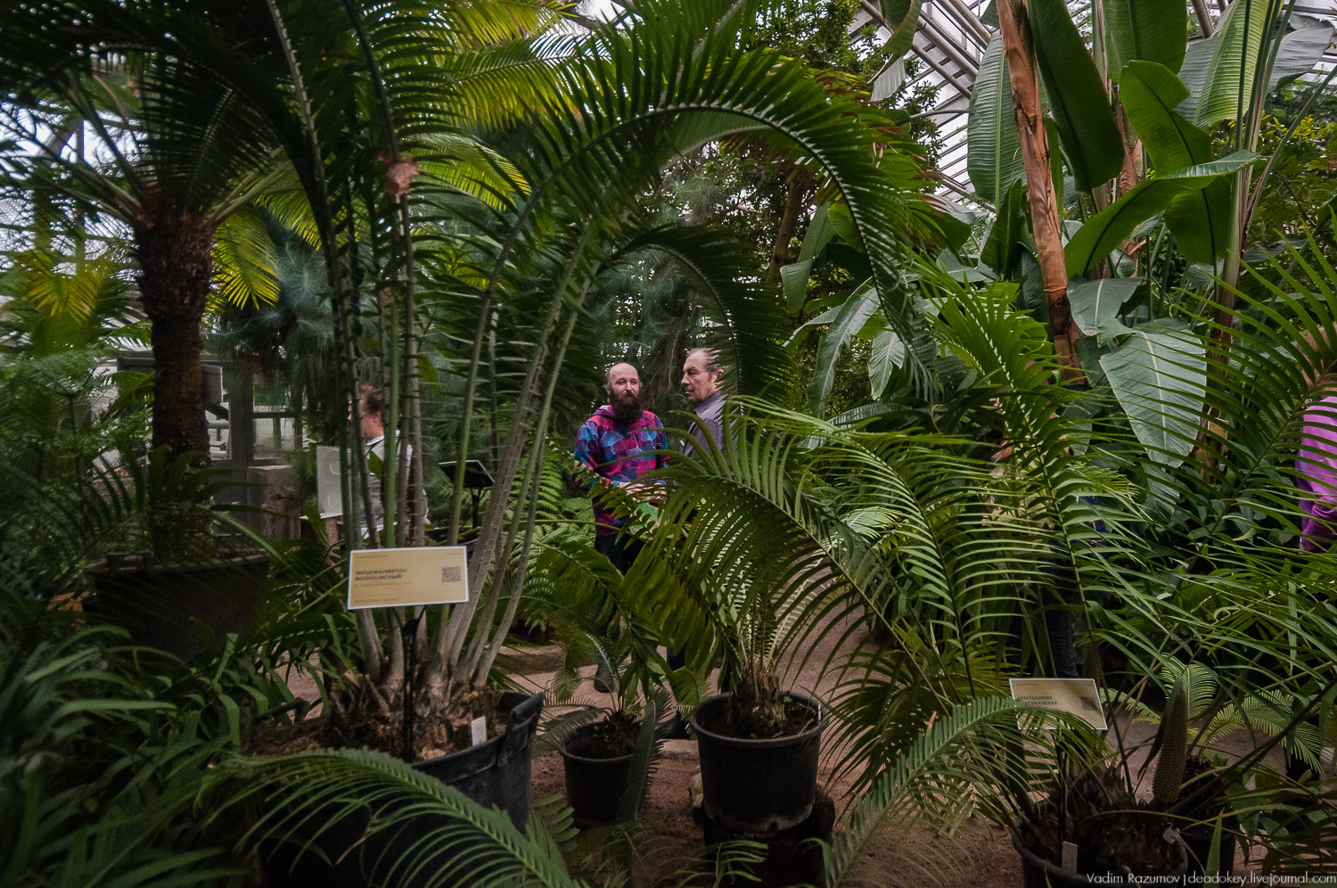Ботанический сад, фондовая оранжерея, Экоэлектричка, борщевик