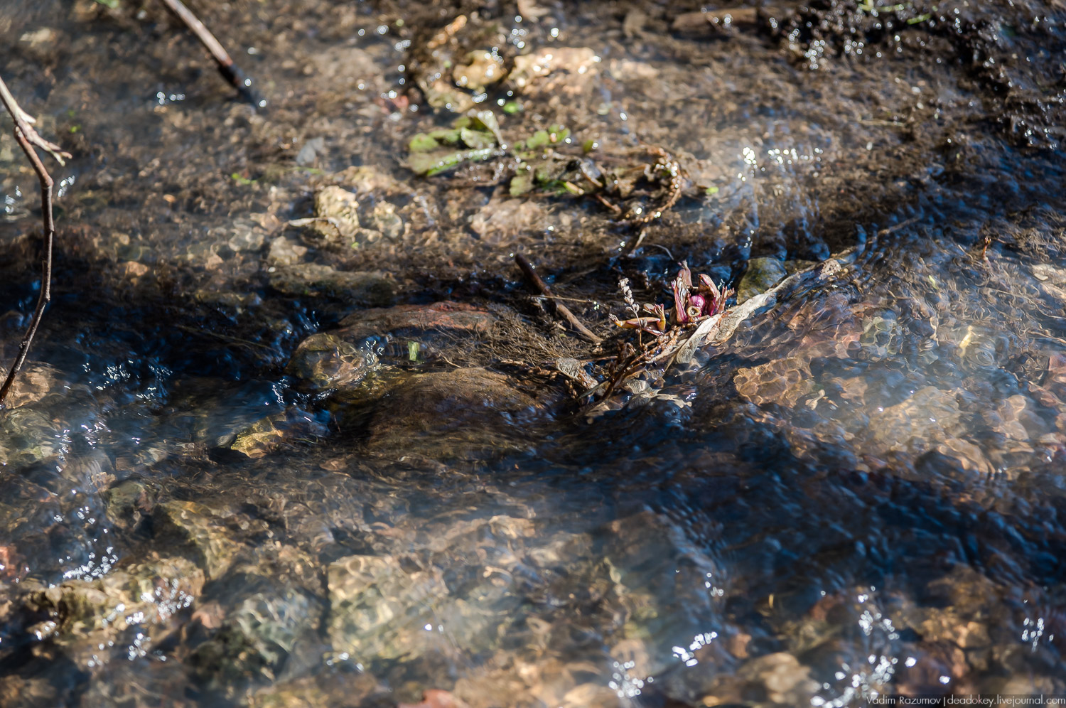 усадьба Моховое, Орловская область