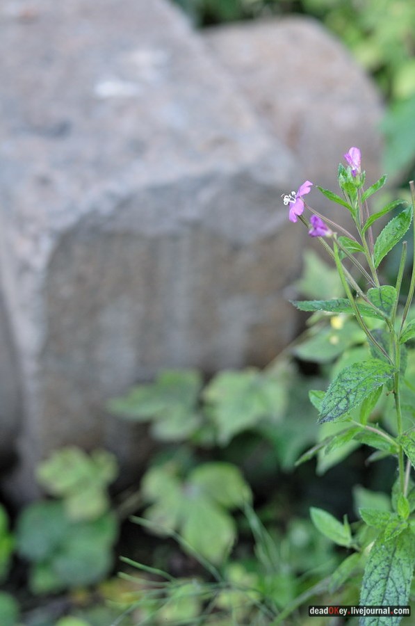 усадьба Хомяково