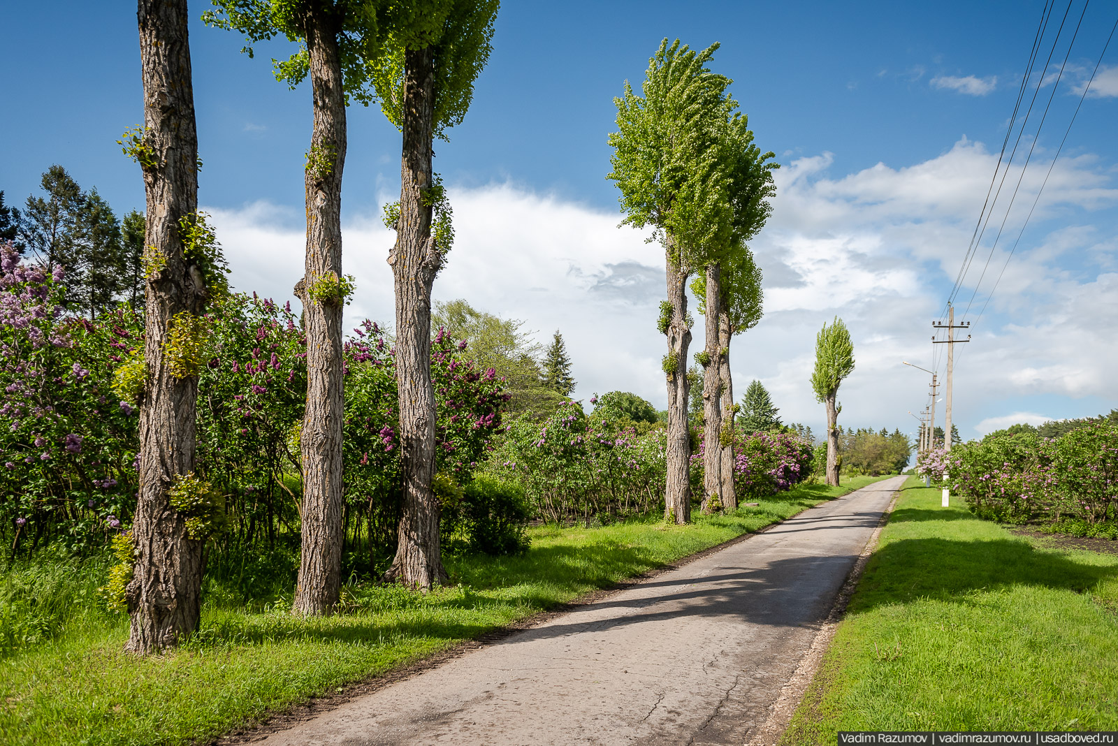 Мещерский дендрарий, ЛОСС, усадьба Барсуково, цветение сирени, Липецкая области