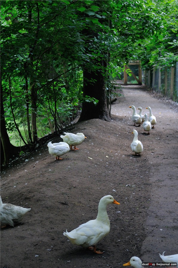 усадьба Глинки Якова Брюса (пансионат Монино)