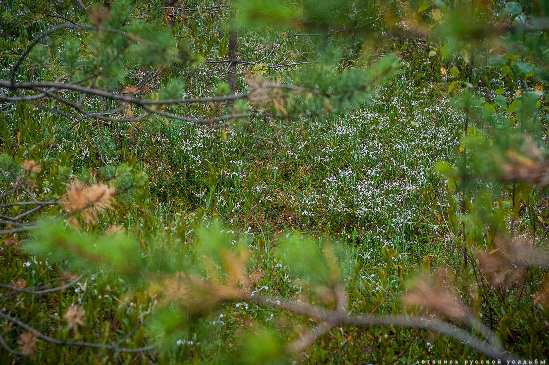 Экоэлектричка на родину журавлей в Талдомский район