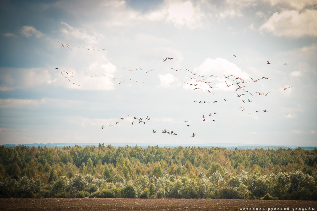 Экоэлектричка на родину журавлей в г. Талдом.