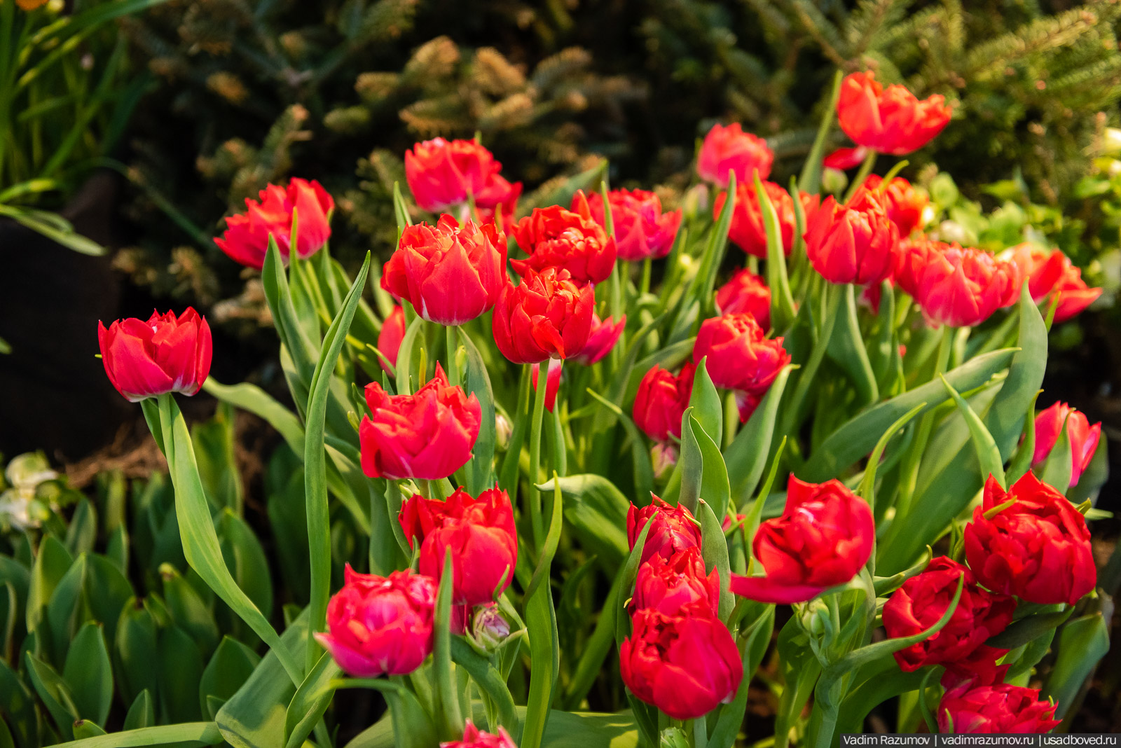 Аптекарский огород, Репетиция весны 2021, цветы, 8 Марта