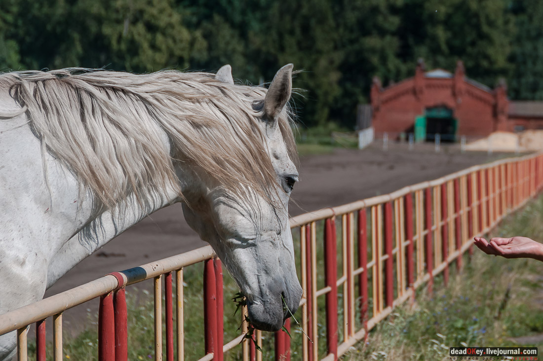 усадьба Новотомниково