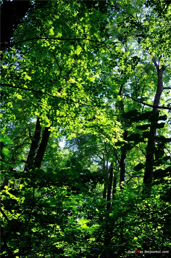 усадьба Петровское (Большепетровское)