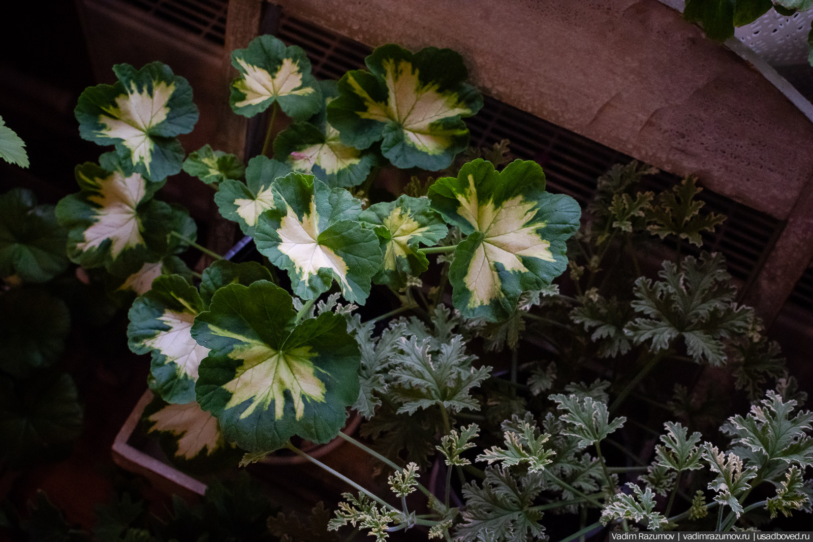 Пеларгония, герань, Вадим Разумов