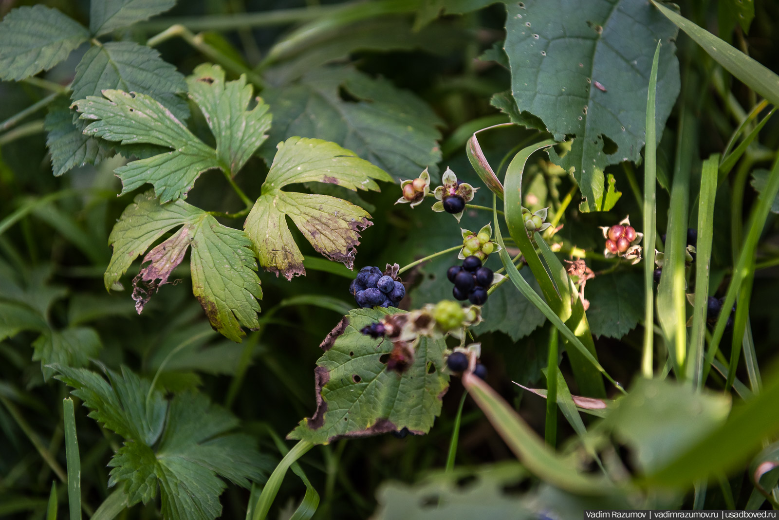 Городище Луковня, Подольское море