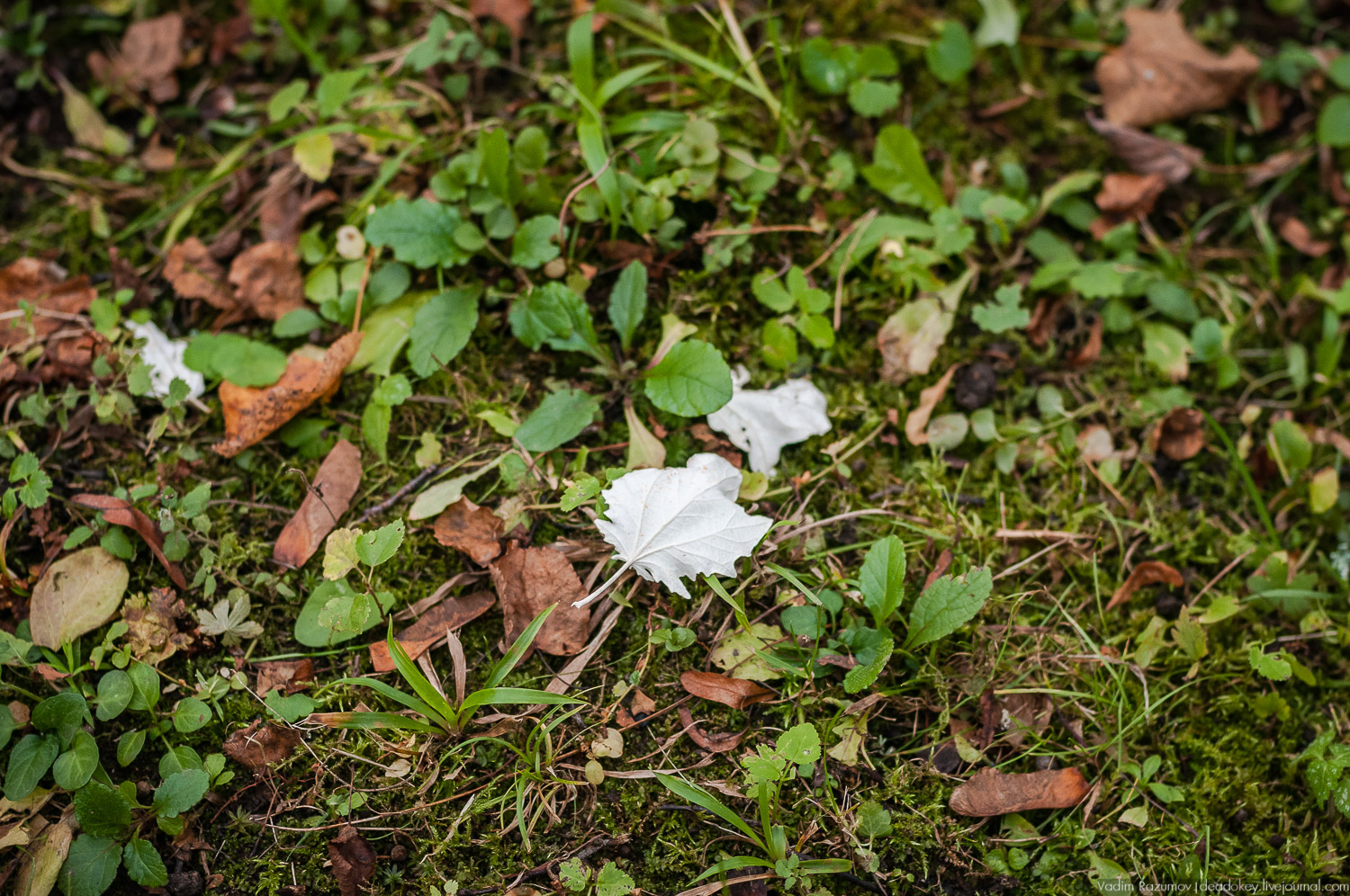 усадьба Шахматово А.А. Блока, Солнечногорский район