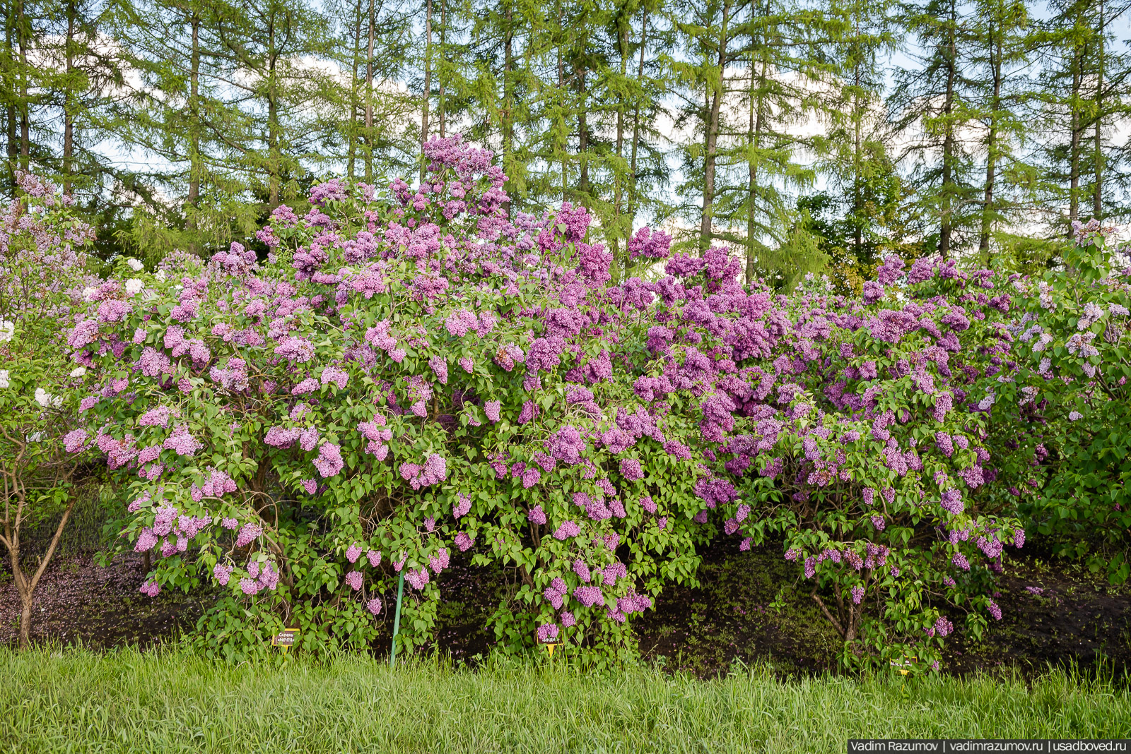 Мещерский дендрарий, ЛОСС, усадьба Барсуково, цветение сирени, Липецкая области