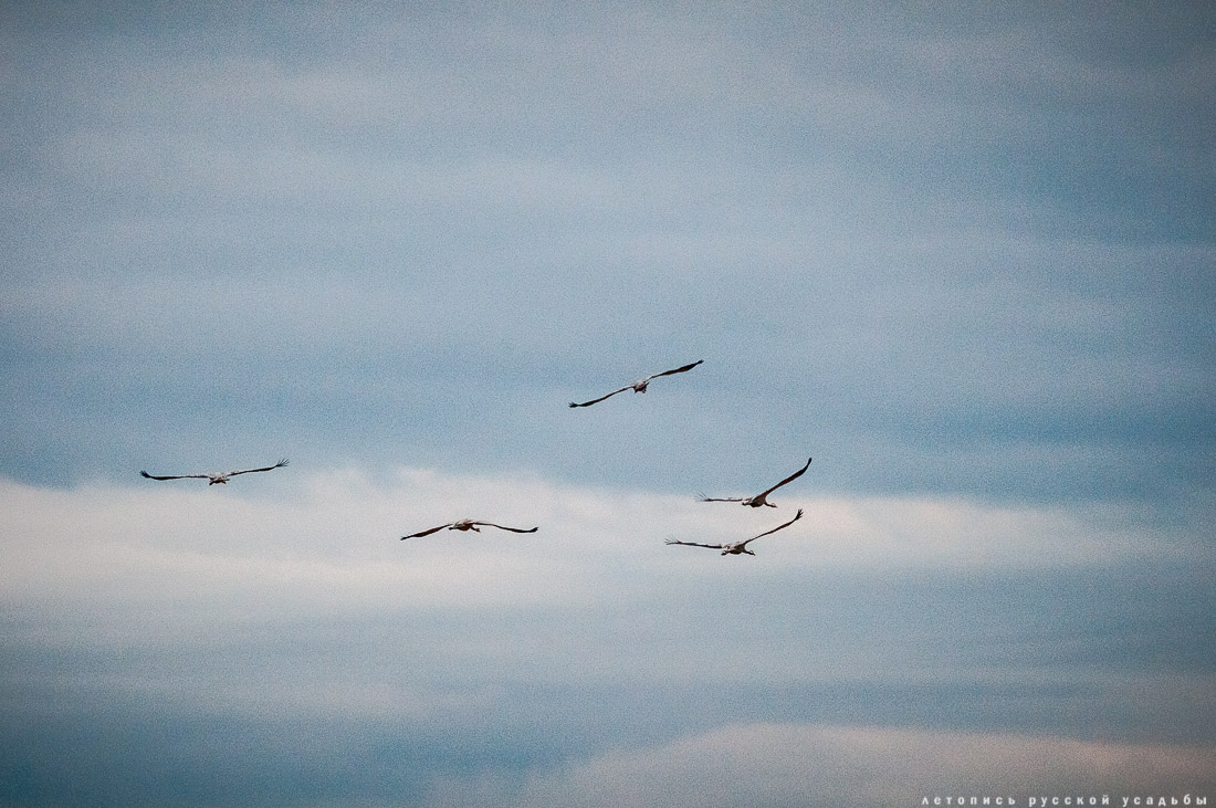 Экоэлектричка на родину журавлей в Талдомский район
