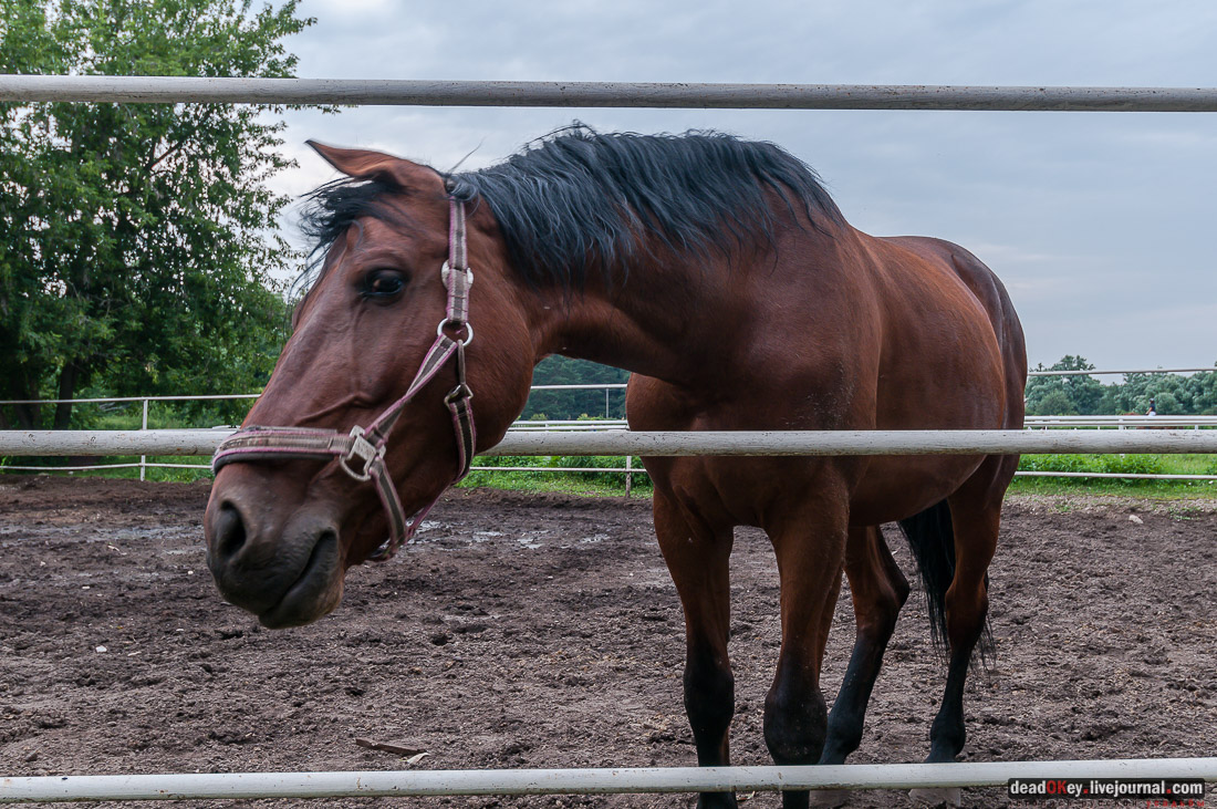 усадьба Дивово