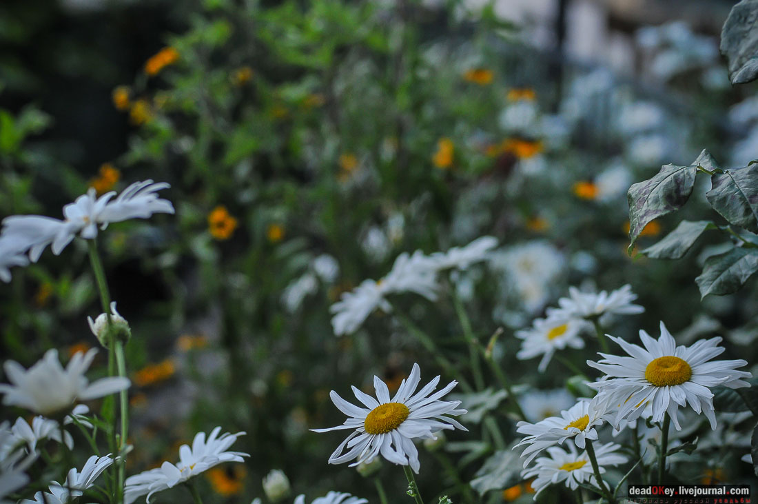 поселок Кореиз, Крым