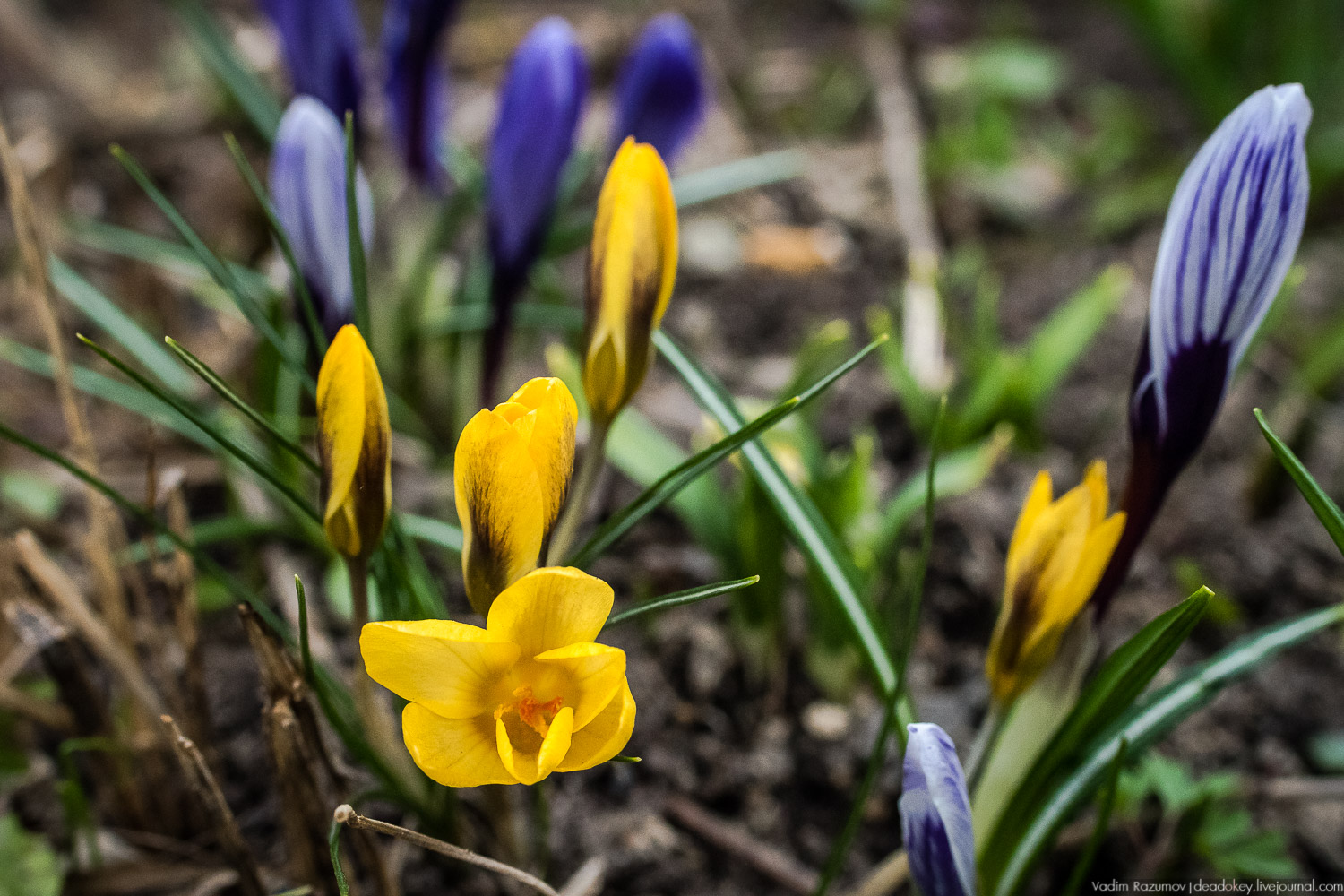 Продснежники в Аптекарском огороде